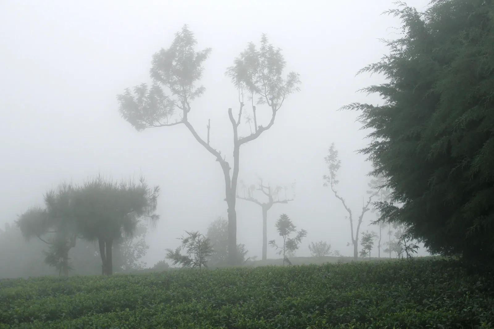 Green tea plantations across the hills of Haputale
