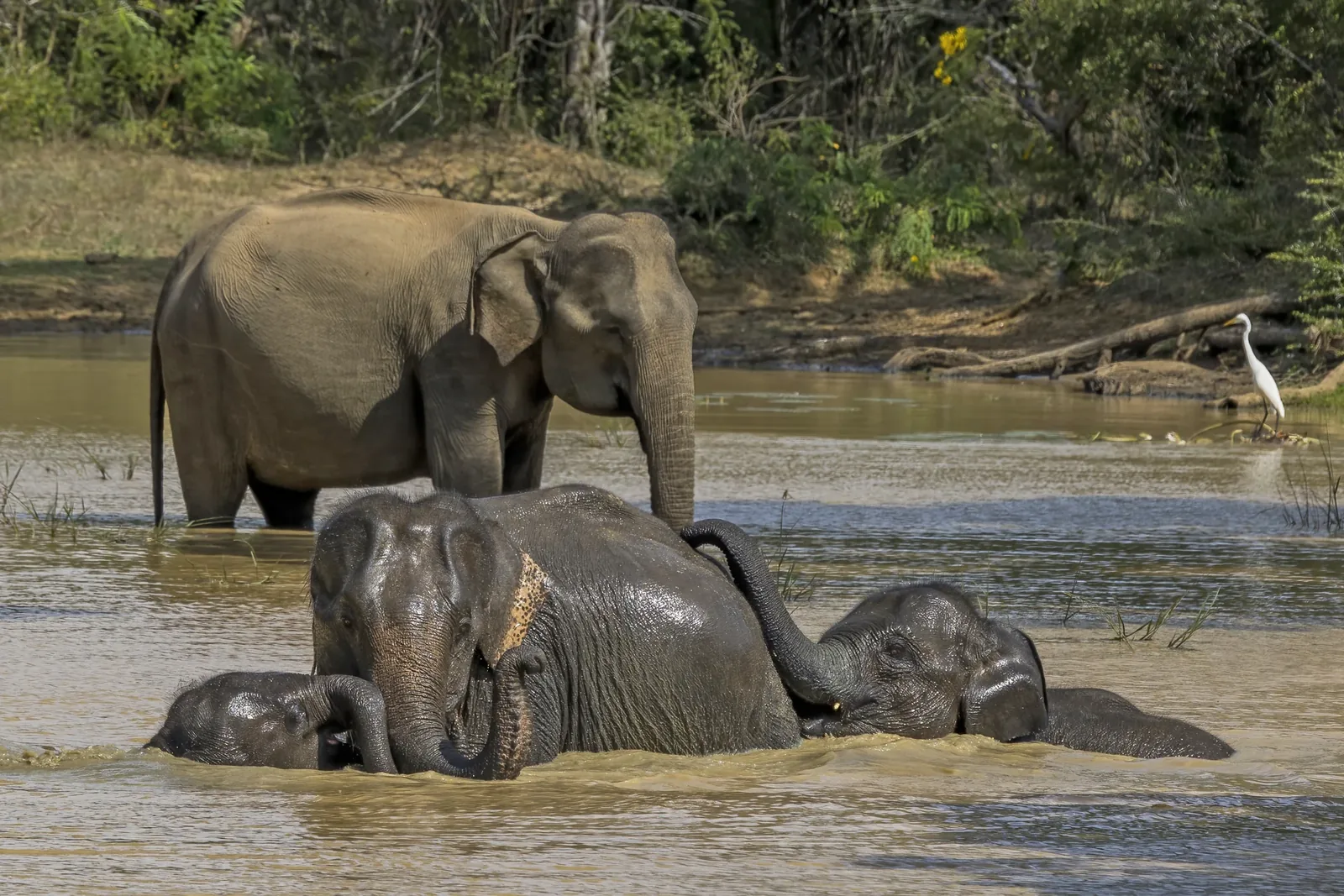 A Sri Lankan elephant and calf in a natural landscape